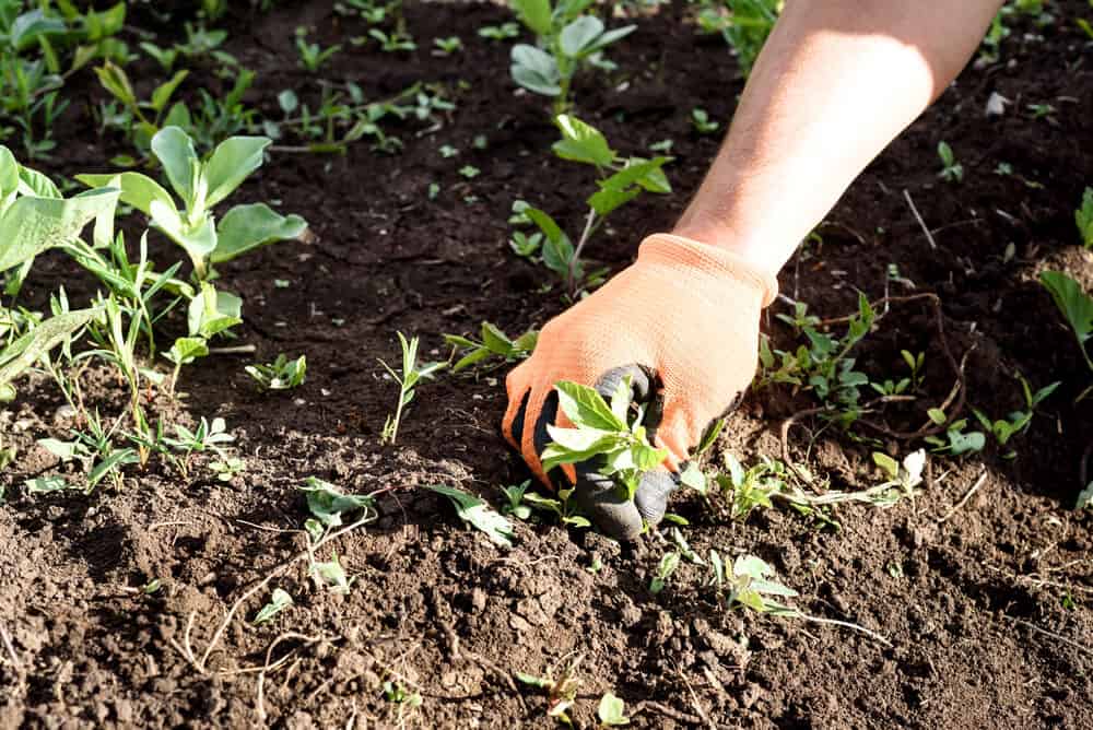 April Gardening Jobs: Quick Tips for a Lush Spring Garden - Rachel Bustin