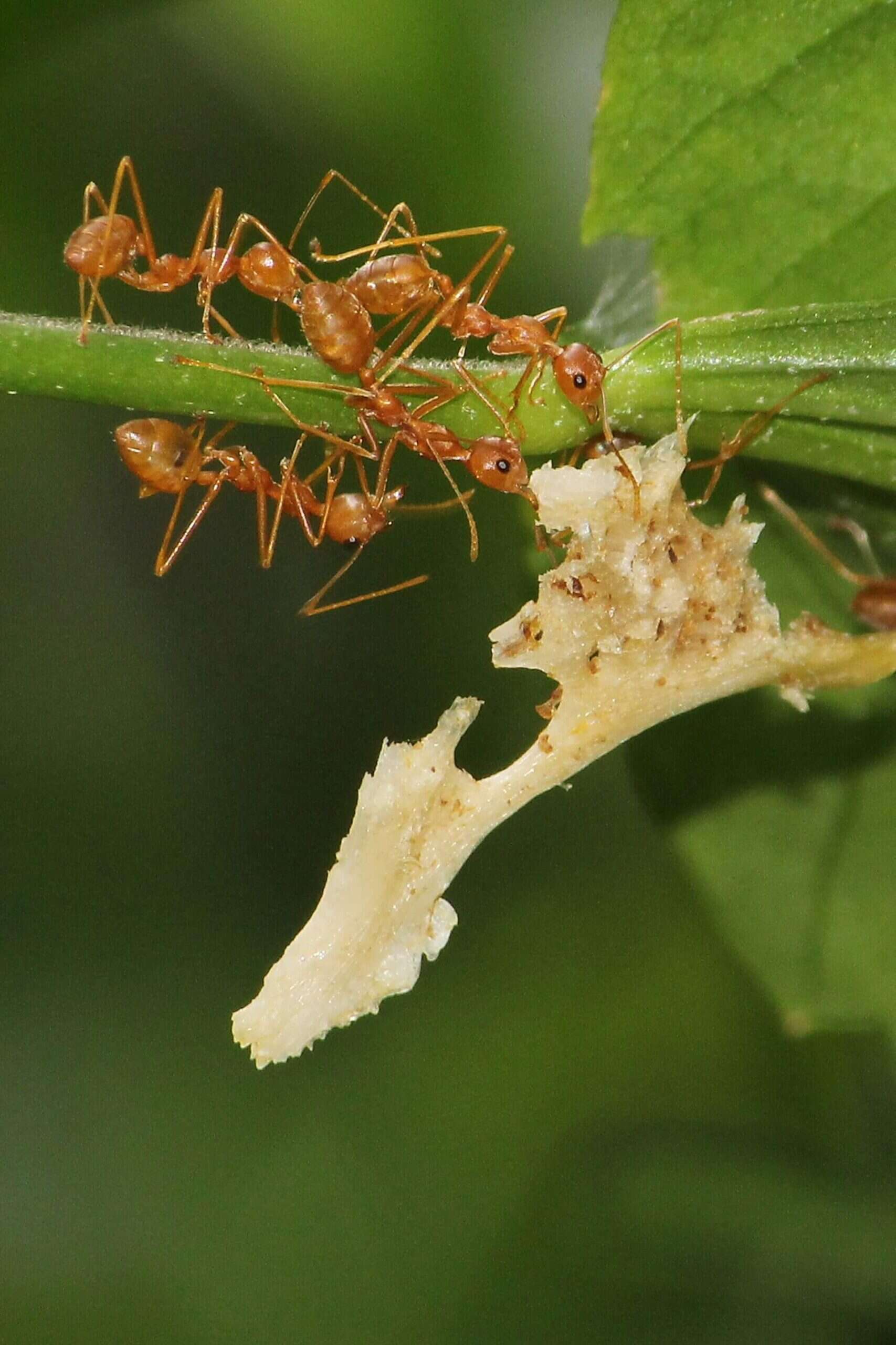 Log Insect Infestation What Property Owners Should Know About Controlling Insect Infestations ...